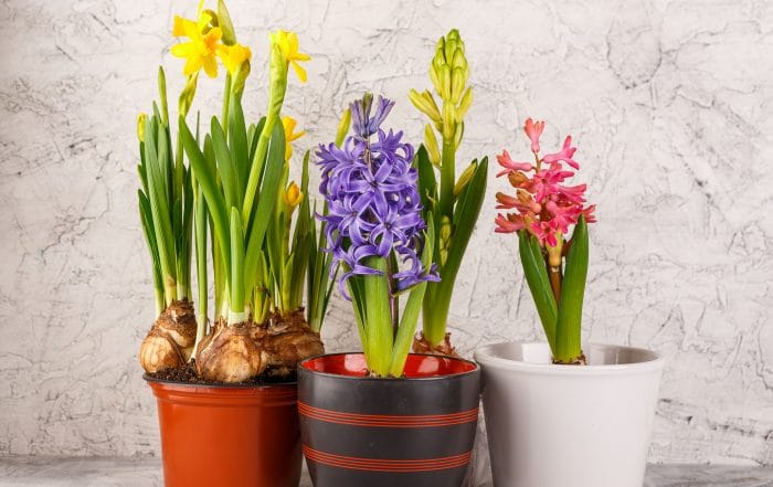 spring flowers in pots 2021 08 28 22 31 28 utc